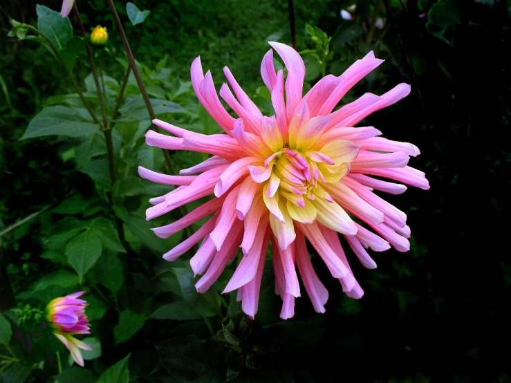 a pink flower blooming in front of green and yellow flowers