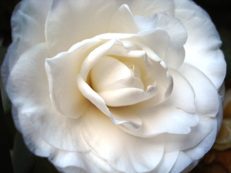 a flower is shown close up on a sunny day