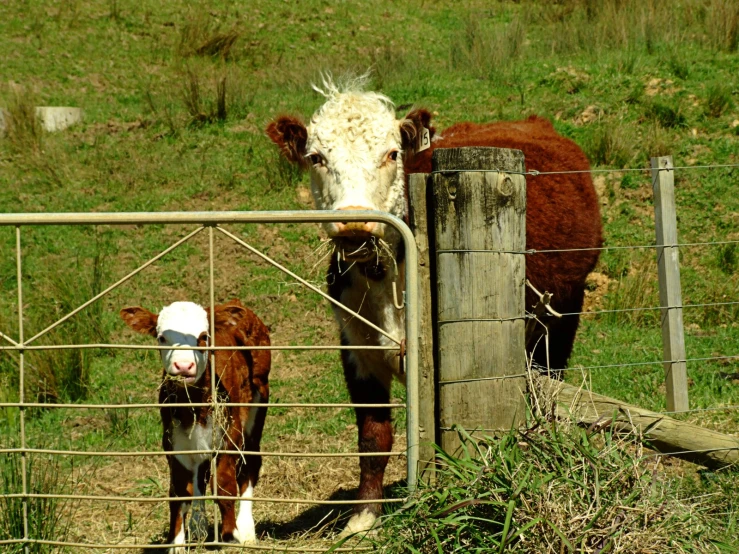 the two cows stand in their pen, the one has a white head and brown ears