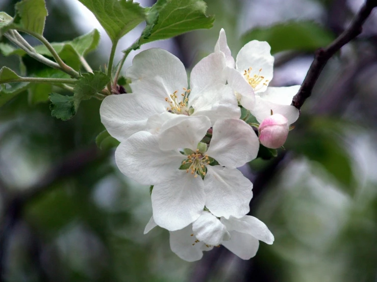 a group of white flowers hanging from the side of a tree