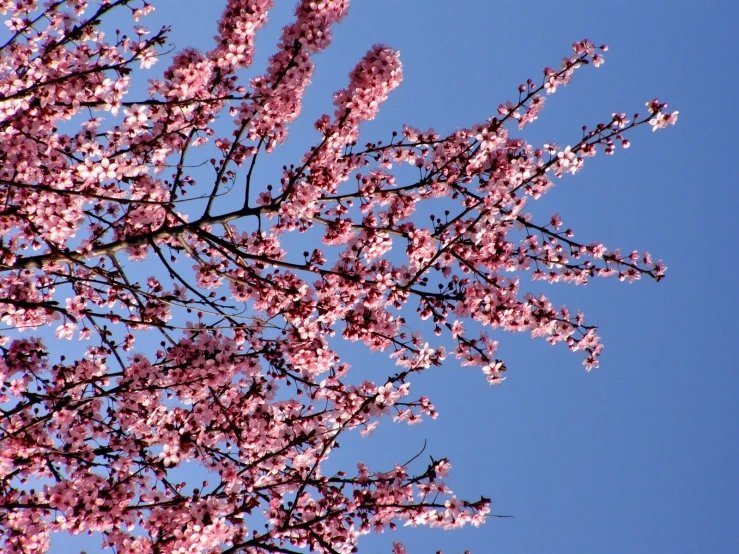 closeup of blossoming tree nches and a clear blue sky