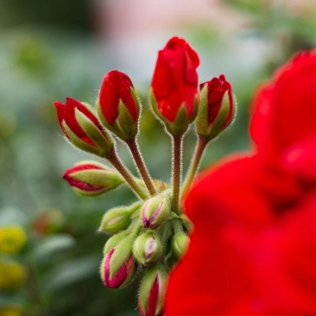 this is an image of some red flowers