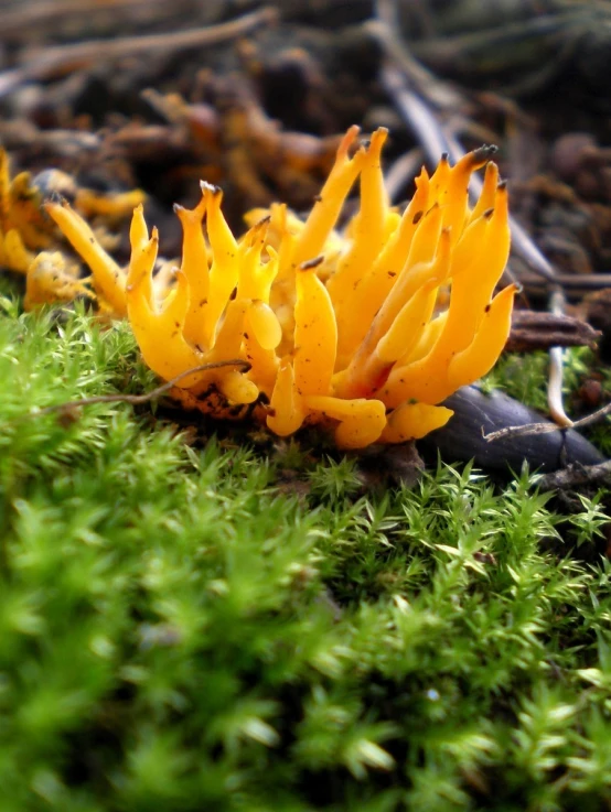 a small yellow flower sitting on top of green moss