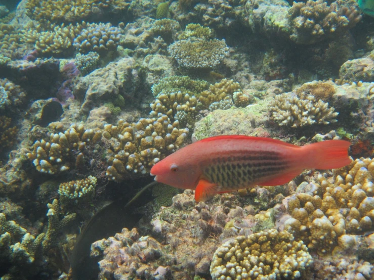 an underwater view of an orange and red fish in the water