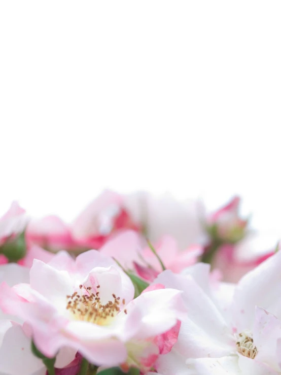 the beautiful white flowers are pink and white