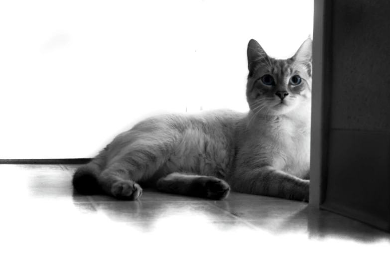 a cat laying on the floor next to a doorway