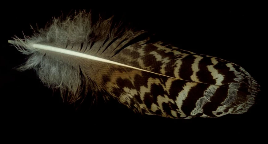 a white feather with some brown spots