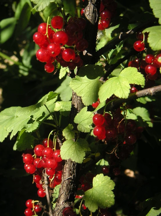 small clusters of red cherries hang on a tree