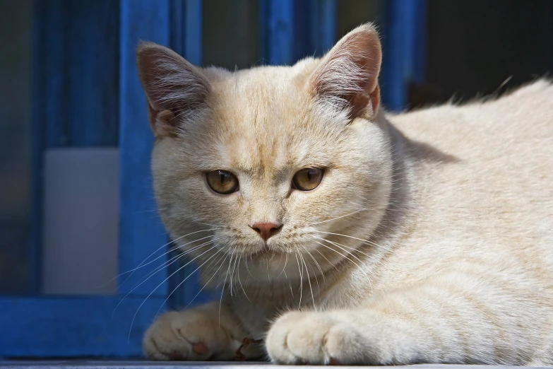 a cat laying down on top of the counter