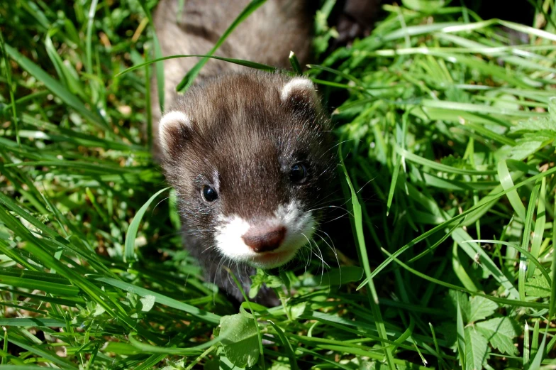 the ferret is walking through the tall green grass