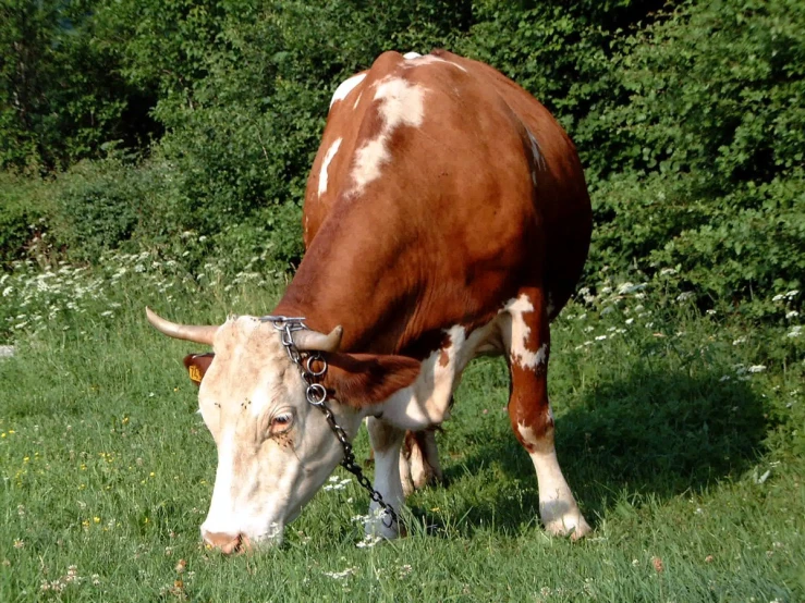 a cow that is eating some grass and bushes