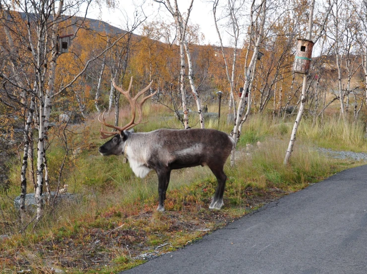 a moose grazes in a grassy field on the side of a road