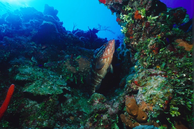 a reef fish surrounded by coral and algae