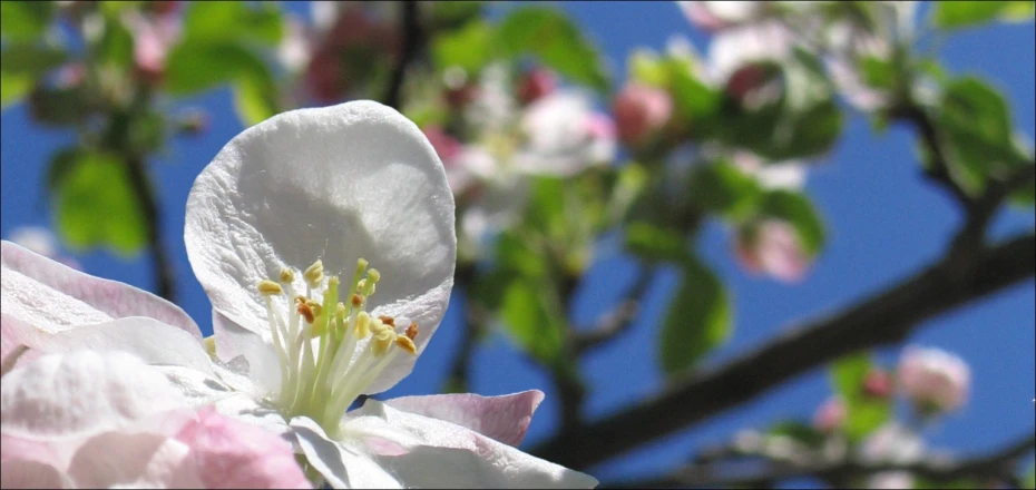 an open tree is blooming with some white and pink blossoms