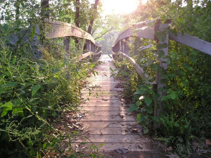 a wooden bridge that has many trees growing in the back