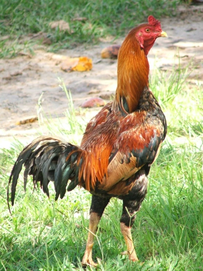 a rooster standing in the grass next to a stream