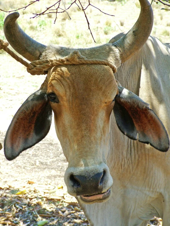 an animal is looking into the camera, outside