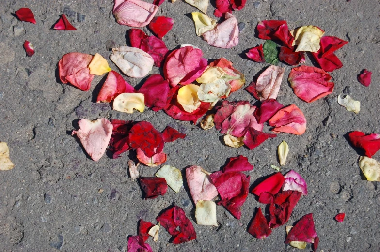 an arrangement of petals are lying in the dirt