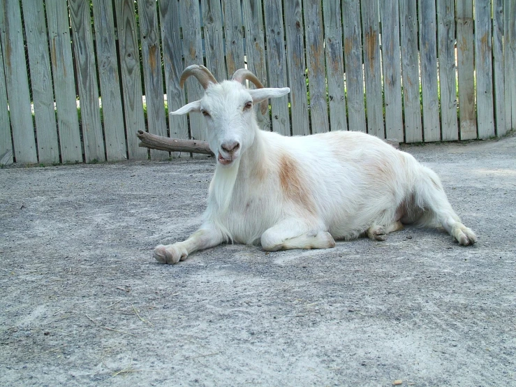 a white animal laying in front of a wooden fence