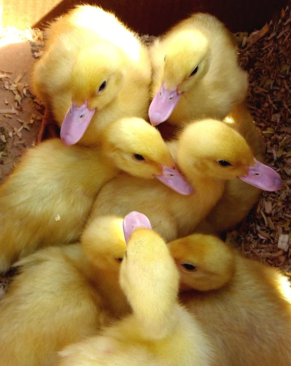 some small baby ducks huddled up together