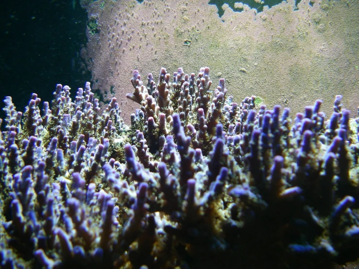 a sea weed sprouts along the ocean floor