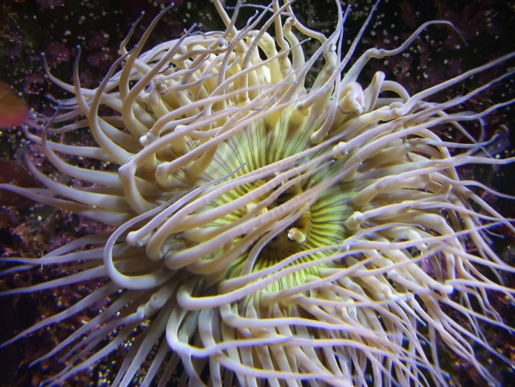 a strange, white flower that looks like an octo