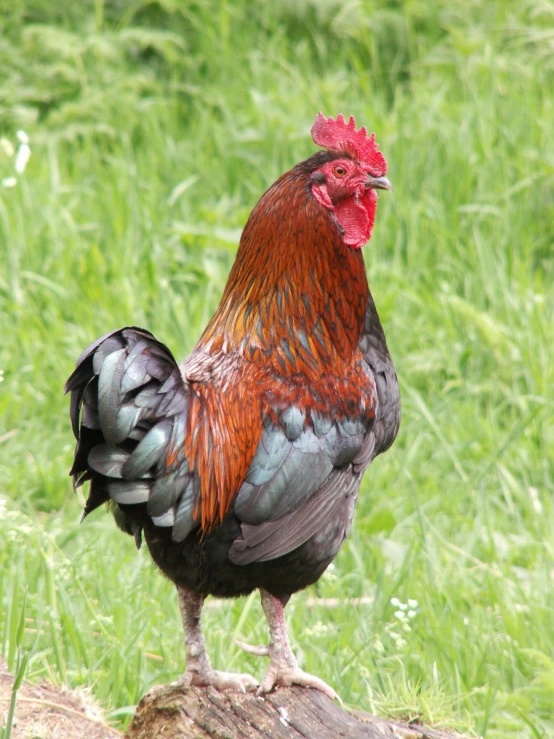 a rooster standing on a tree stump outside