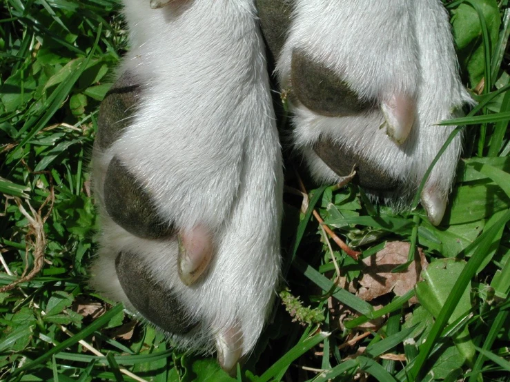 there is one paw of a cat in the grass