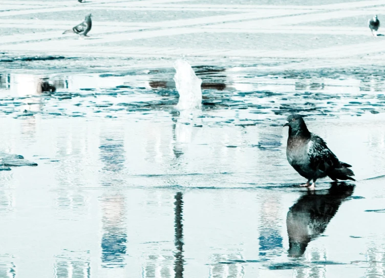 a bird standing in a water covered area by birds