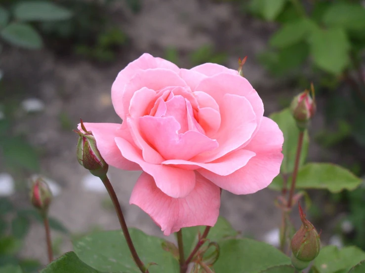 a close - up view of the petals of pink roses