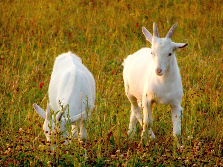 two young white goats in grass during the day