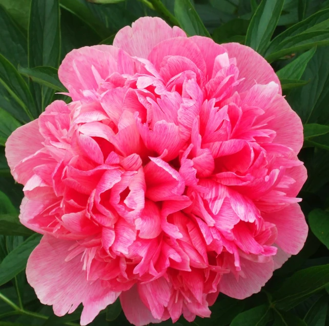 a large pink flower with green leaves