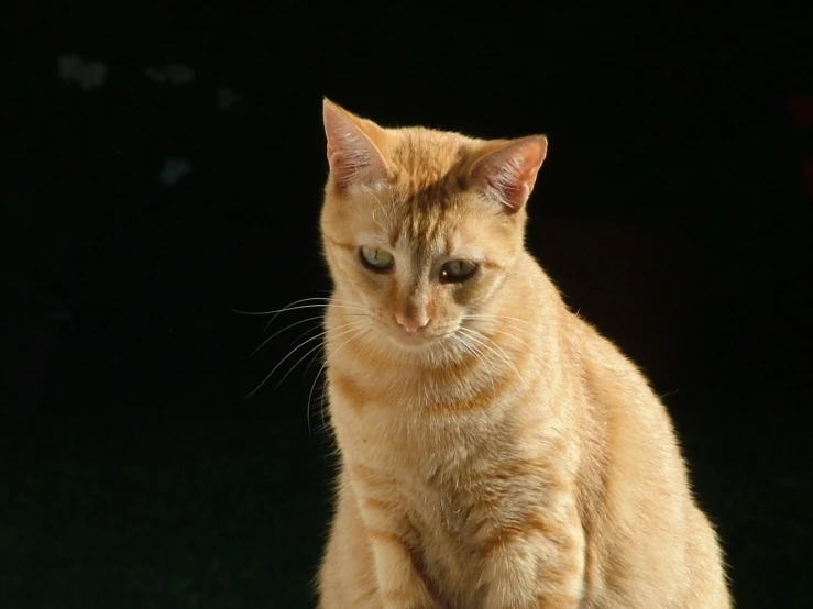 a small cat sitting on the edge of a wooden table