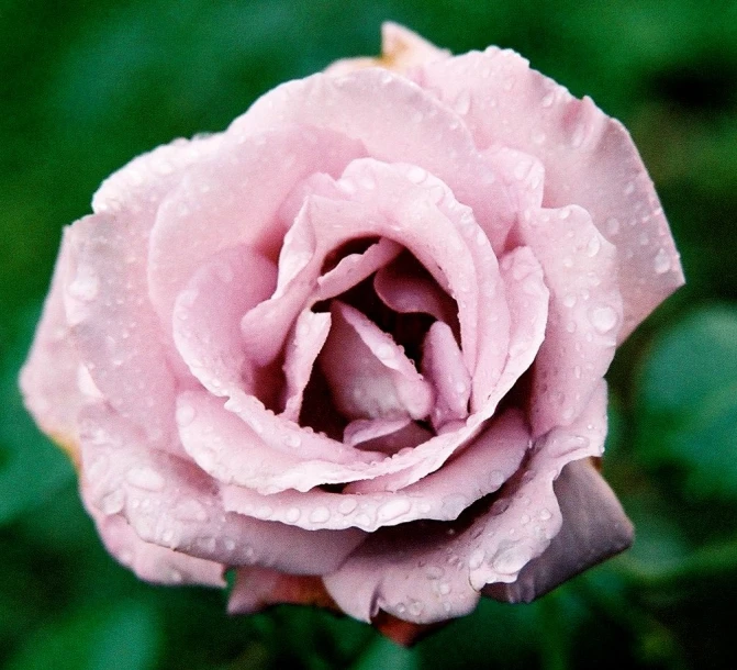 pink rose with drops of rain on it in the field