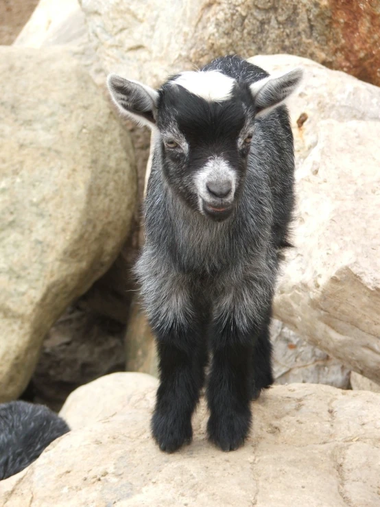 small goat standing on a rock with boulders