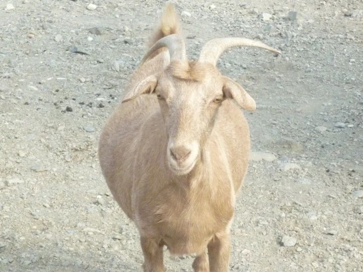 a brown goat on a dirt road with large horns