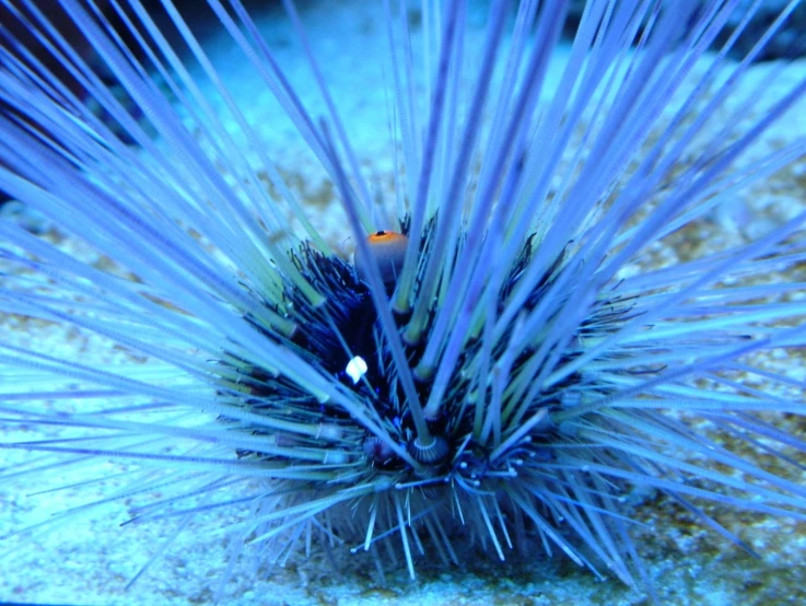 a blue sea urchin with a blurry top and a very small part in the middle