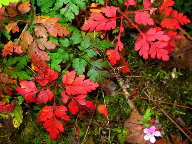 small plants with leaves and a flower in front of them