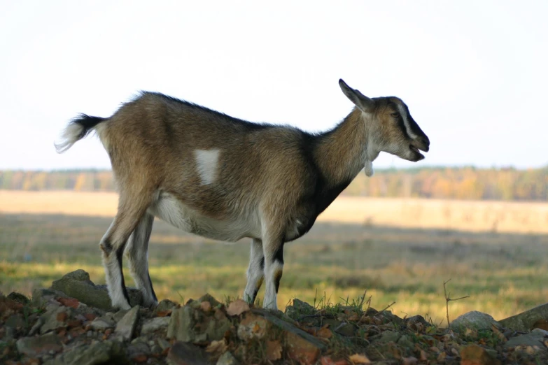 a goat stands in the middle of a rocky area