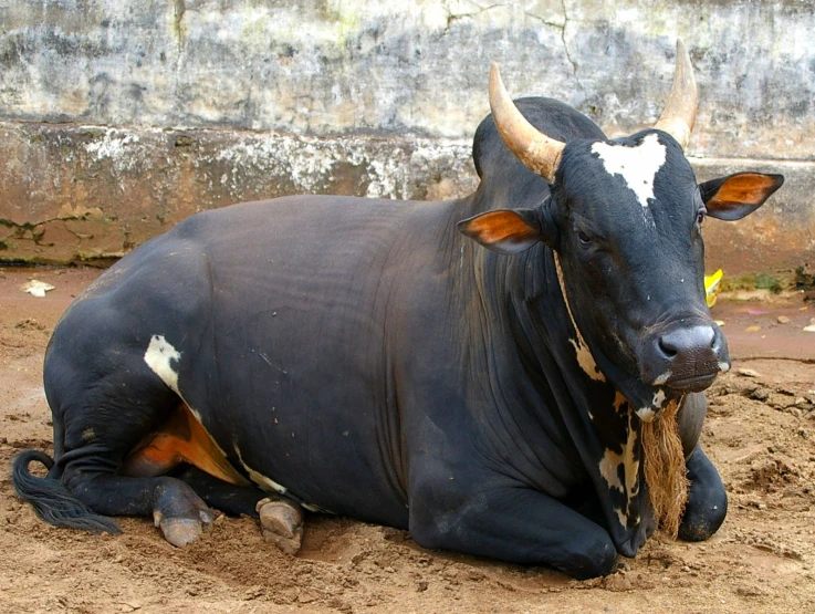 a large black cow sitting on top of a dirt field