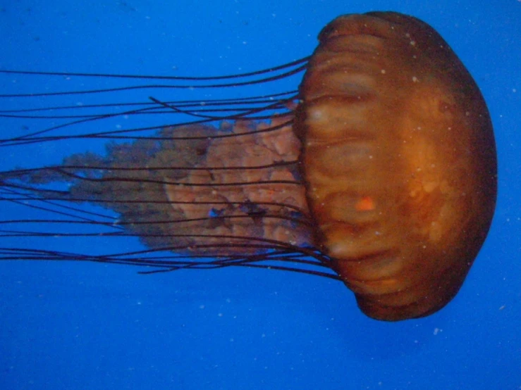 a large jellyfish with its long tentacles visible