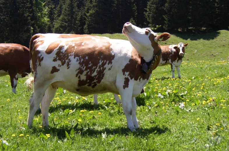 two cows with their heads on one side of the other