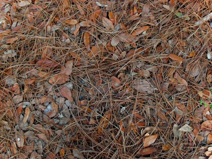 some red rocks brown and white plants and dirt