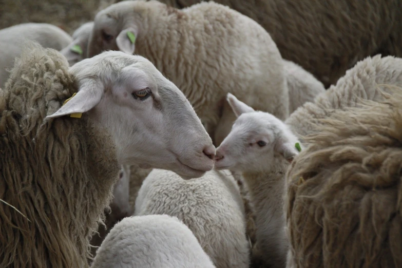 a close up of a group of sheep together