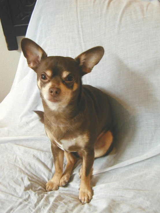 a small brown dog sitting on a white blanket