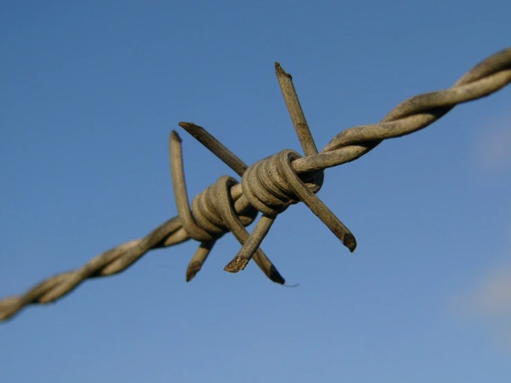 a barbed wire with a bird standing on top of it