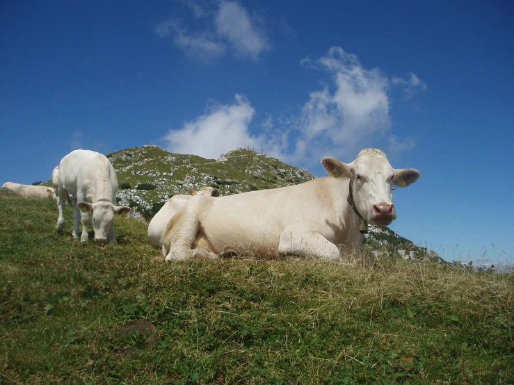 some cows on a hill in the country