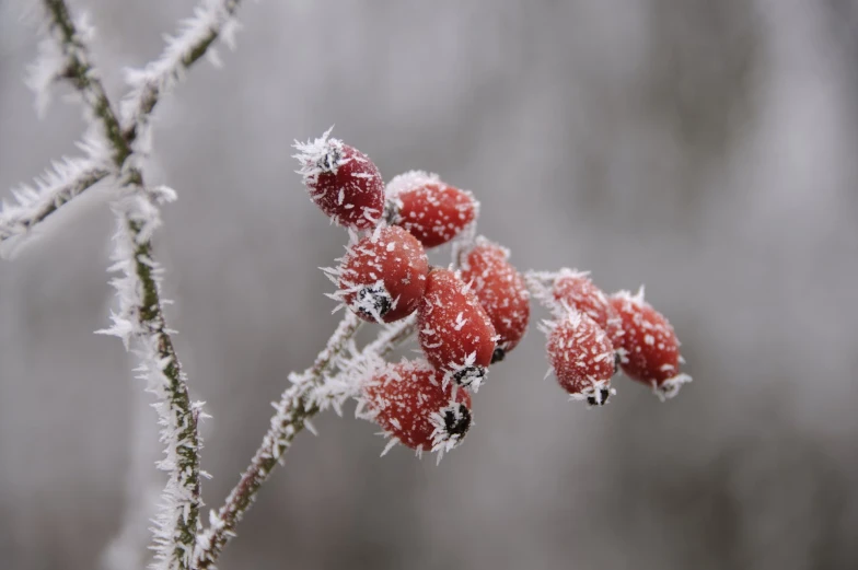 red berries on frosted tree nches with light gray background