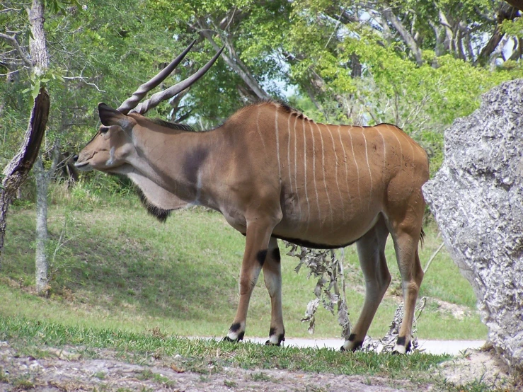 a wildebeest standing in front of some trees