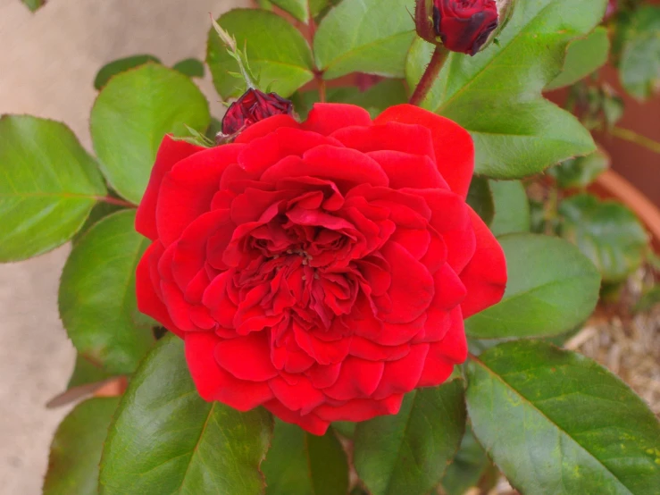 a red flower on a plant with green leaves